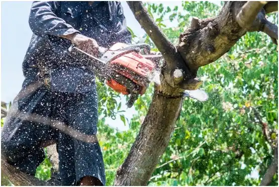 tree services Everett